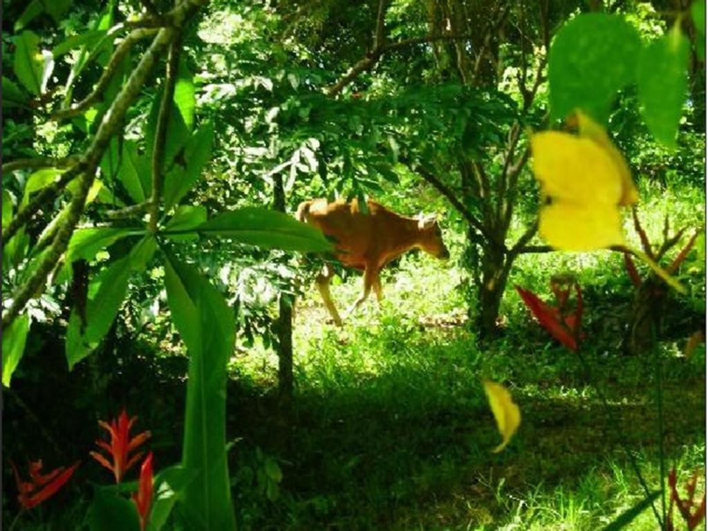 Udayana Kingfisher Eco Lodge Jimbaran Eksteriør bilde